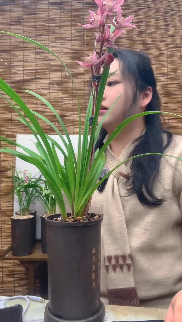 大部分花苞少量开放台北小姐4苗带花种好发货