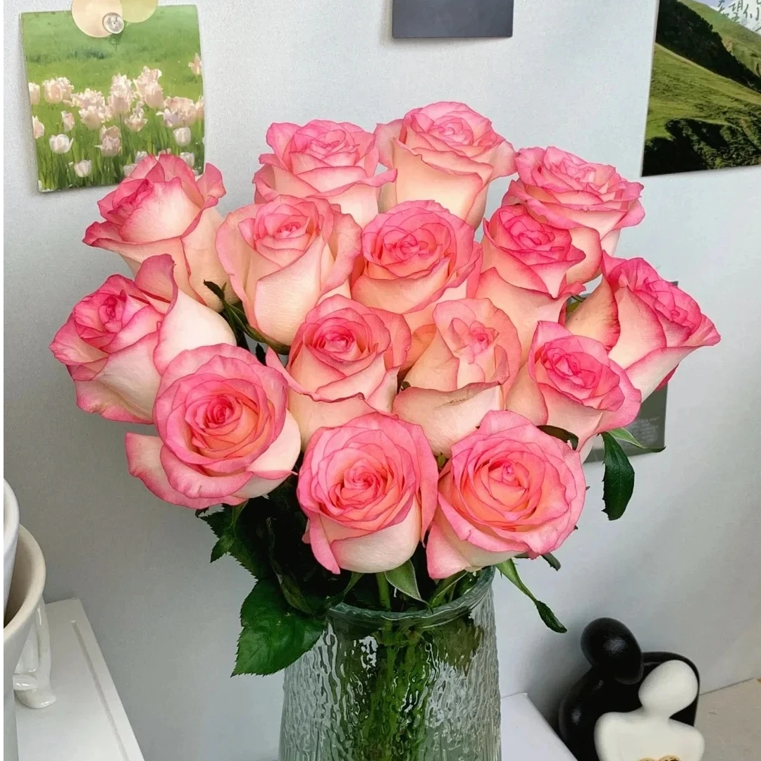 【云南鲜花】艾莎单头玫瑰高品质云南鲜花基地直发家用插瓶鲜切花