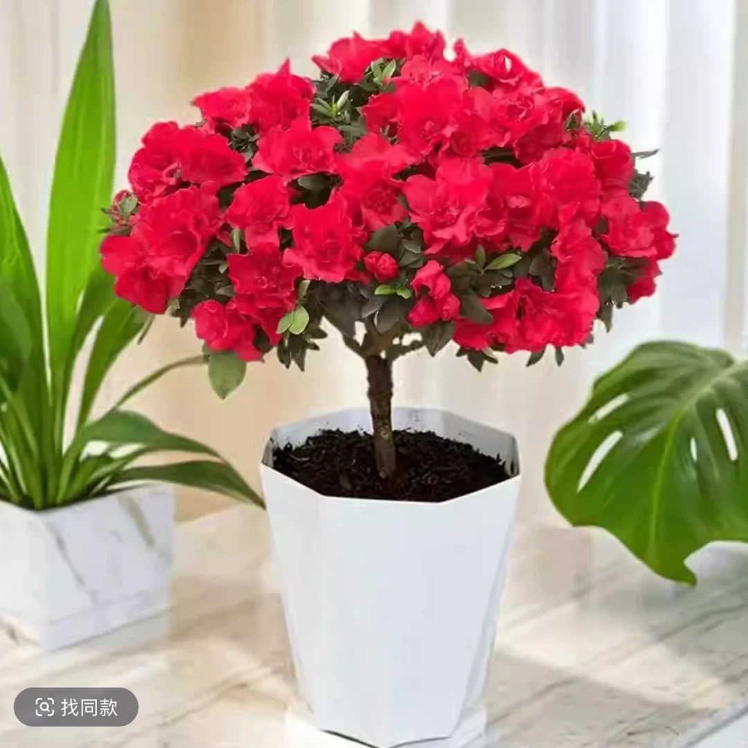 【红杜鹃花带花苞】盆栽独杆老桩带花四季开花庭院阳台好养花卉