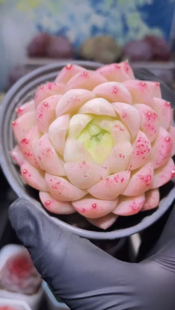 【闪购商品】104草莓晶