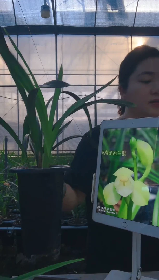 当前无花朵，栽培后可花朵风***、洛阳素荷