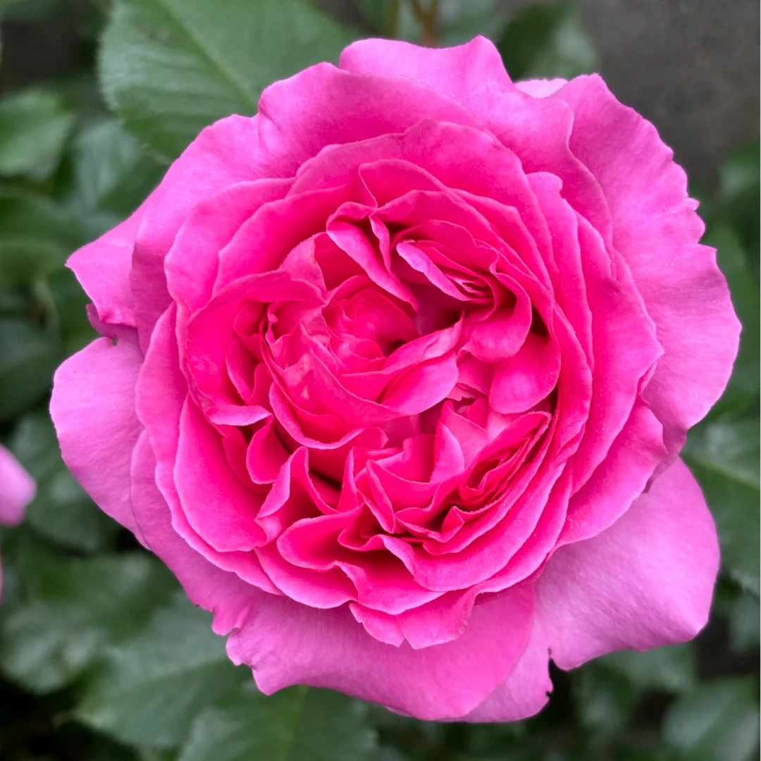 【特拉方特】灌木月季粉色大花浓香抗病庭院阳台多季开花