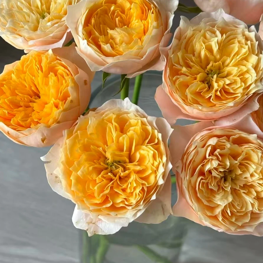 【一品花集】【黄蝴蝶】稀有单头玫瑰（注意：带包装醒花哦~）