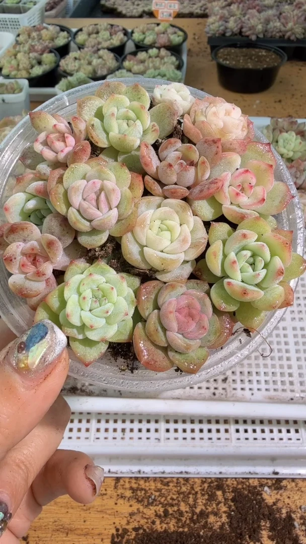 巫拉拉混 1盒 量拍混发