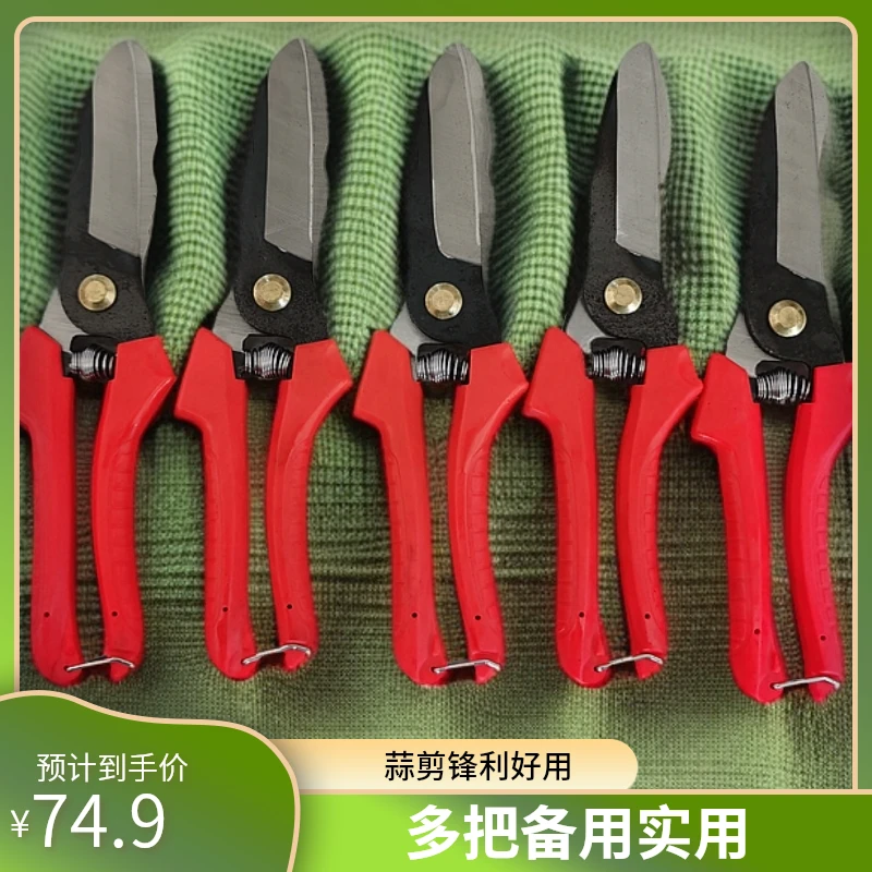 大蒜专用剪刀肥 5把（送弹簧）免磨特快锋利不撑手大葱生姜洋葱剪子