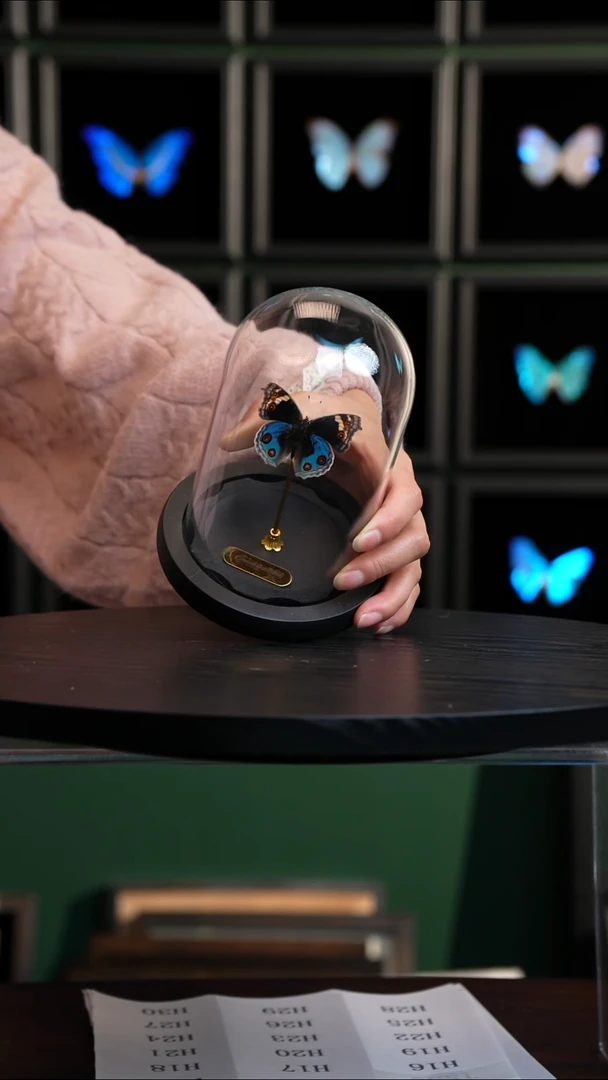 翠蓝眼蛱蝶玻璃罩款