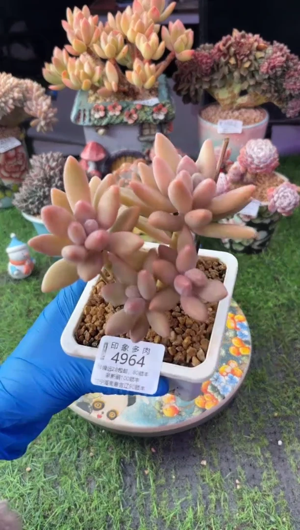 昆明印象多肉4964