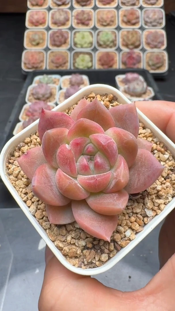 【闪购商品】223号珍妮多肉一物一拍3单包邮