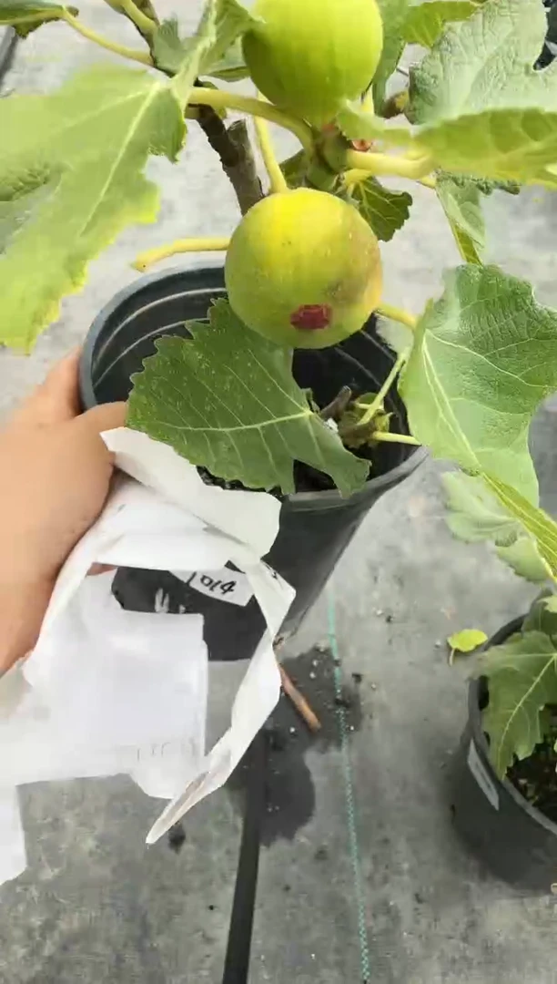 糖*久留米 一物一拍 GSY014 1加仑