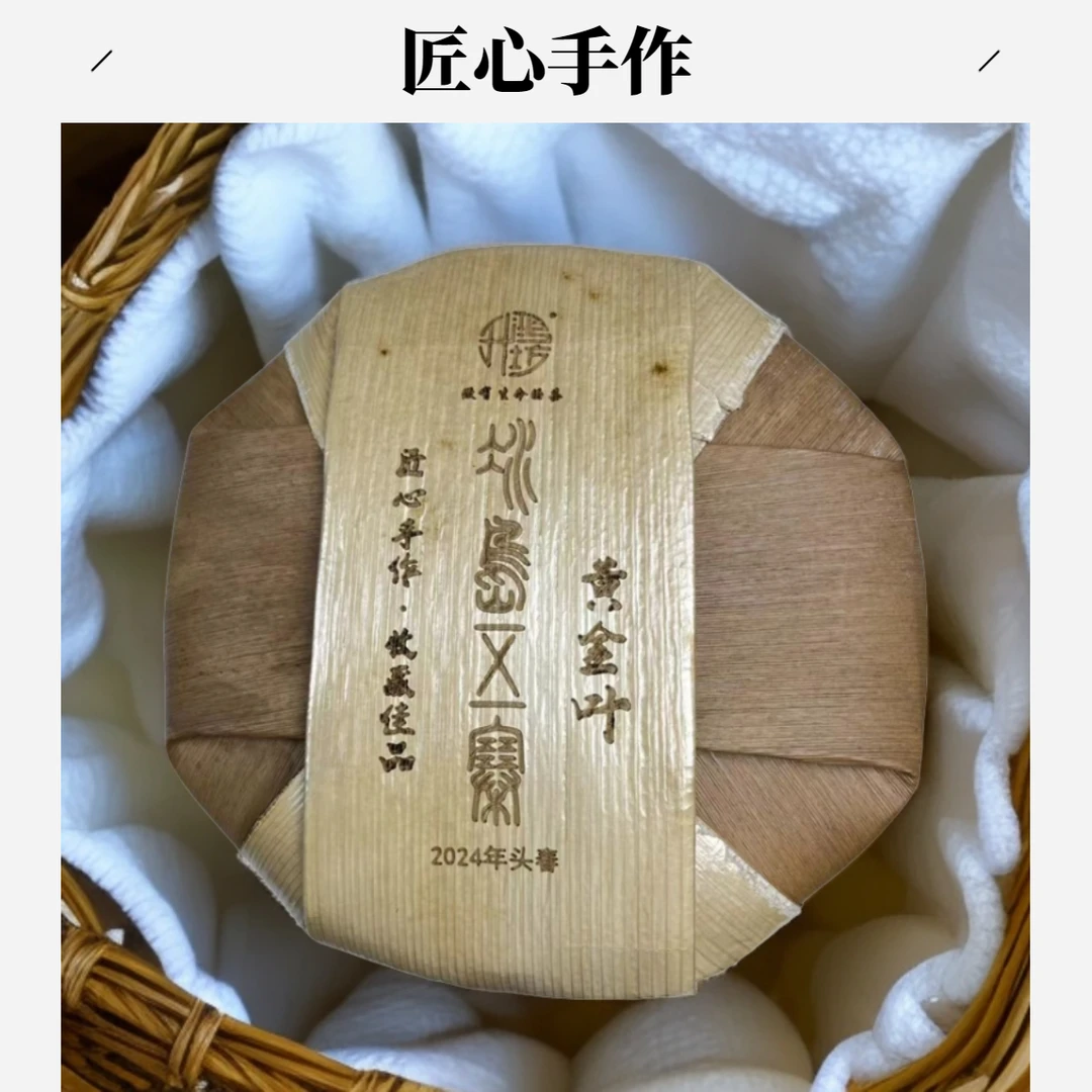 2024年春冰岛五寨古树黄金叶茶饼手工茶人工挑选老黄叶生茶