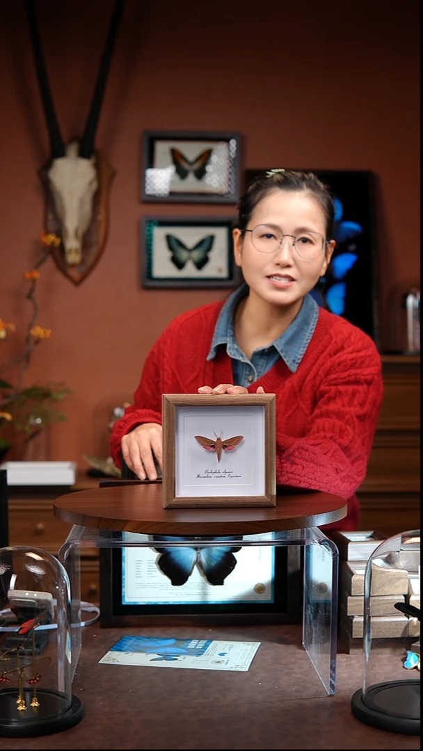 粉红天蛾    常规