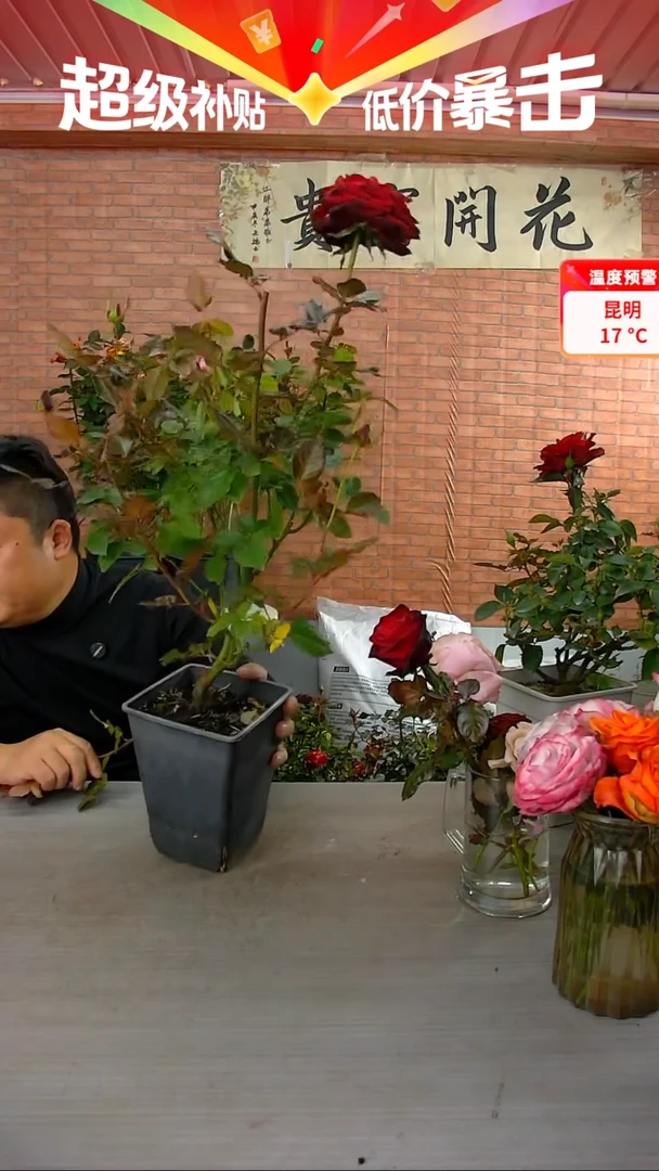 当前无花朵，栽培后可花朵黑金