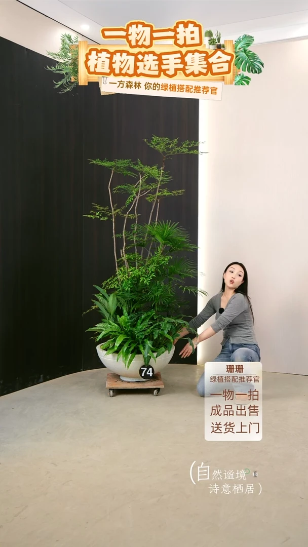 无花朵老****机杂木风组合盆栽-主枝火焰南天竹