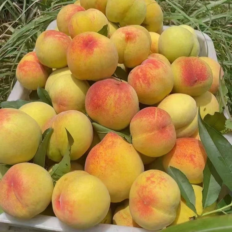 【小钱哥专属】湖南长寿乡麻阳高山锦绣黄桃新鲜现摘脆甜多汁果香
