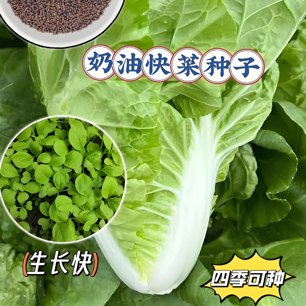 【奶油快菜种子】家庭阳台小院四季种植盆栽地栽易种易活