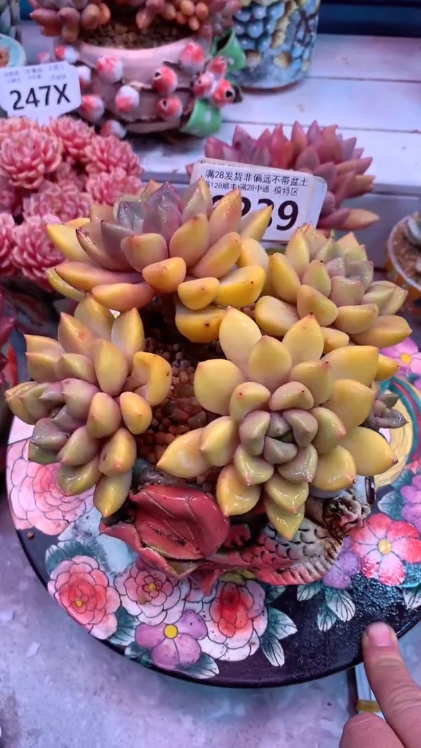 6239（一物一拍，精品多肉，w所见即所得 ）