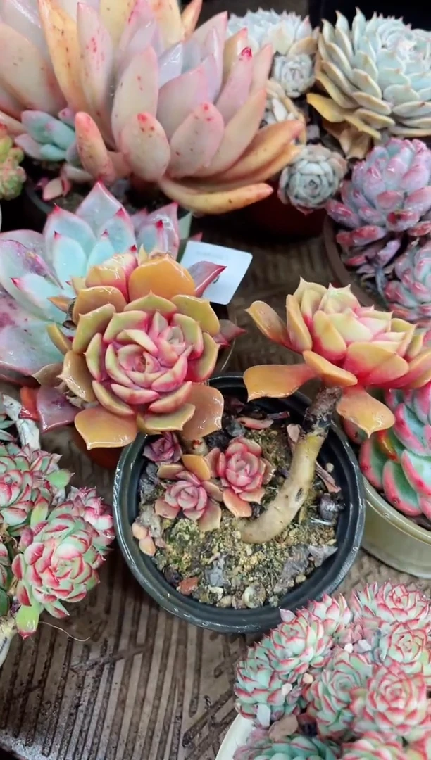 【闪购商品】02101