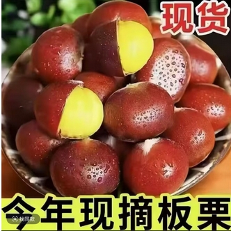 【买三斤送二斤开口器】高山老树新鲜板栗粉糯香甜送栗爪坏果包赔