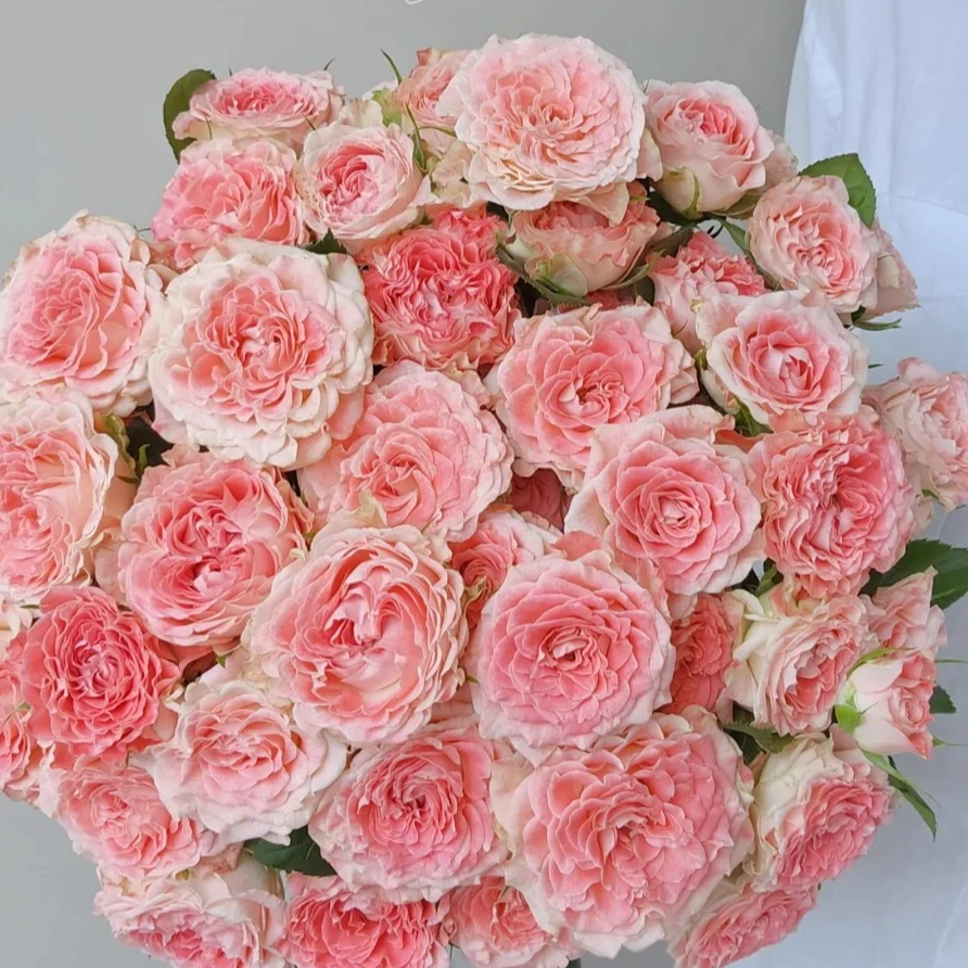 【次日达·小仙女多头玫瑰】家居生活鲜花·全场任意两单顺丰送货上门·今天拍明天到·基地直发现采现发售后无忧