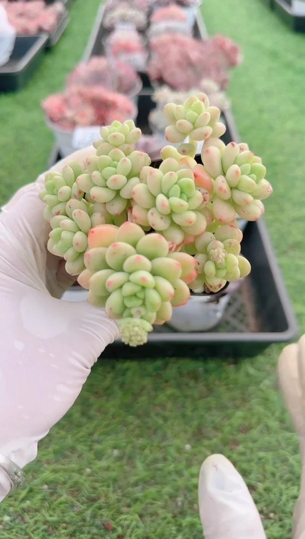 【闪购商品】梦会多肉一物一拍