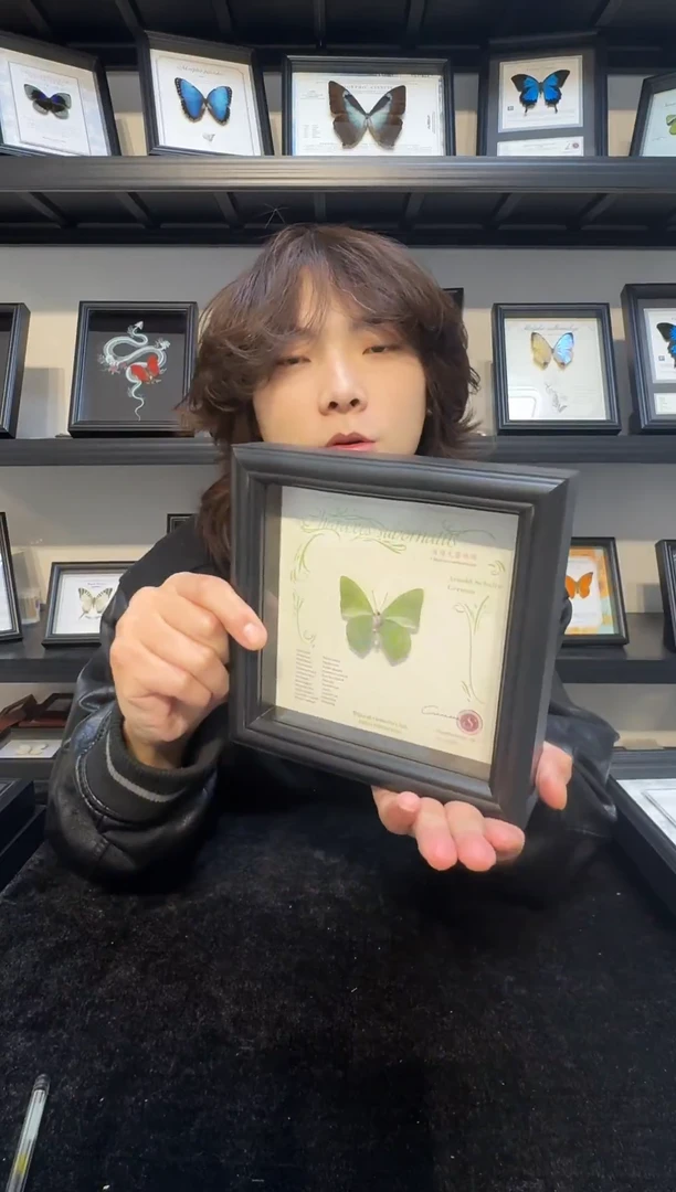 玻璃真实蝴蝶标本