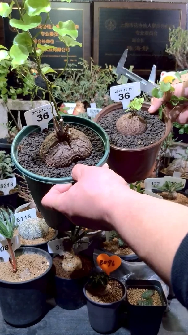 36号1219福利南非龟甲龙买1送1