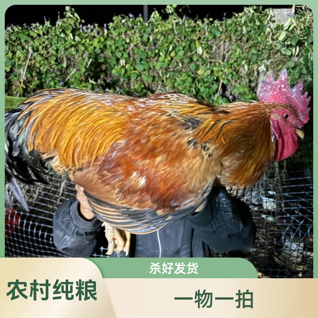 阿张农产品 农户家养纯粮土鸡公鸡 杀好发货 一物一拍