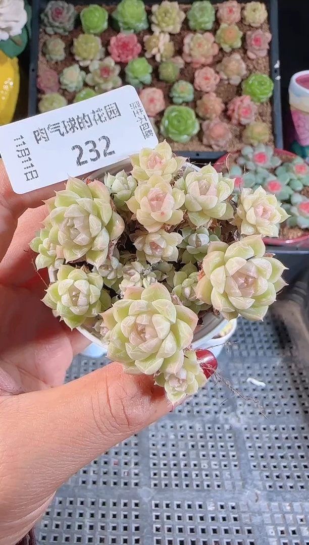 1111-232群生不包整