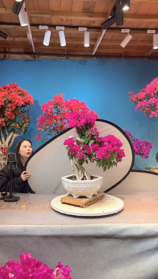 少量花朵（建议范围：2朵-5朵 或40%以下）菲菲娜