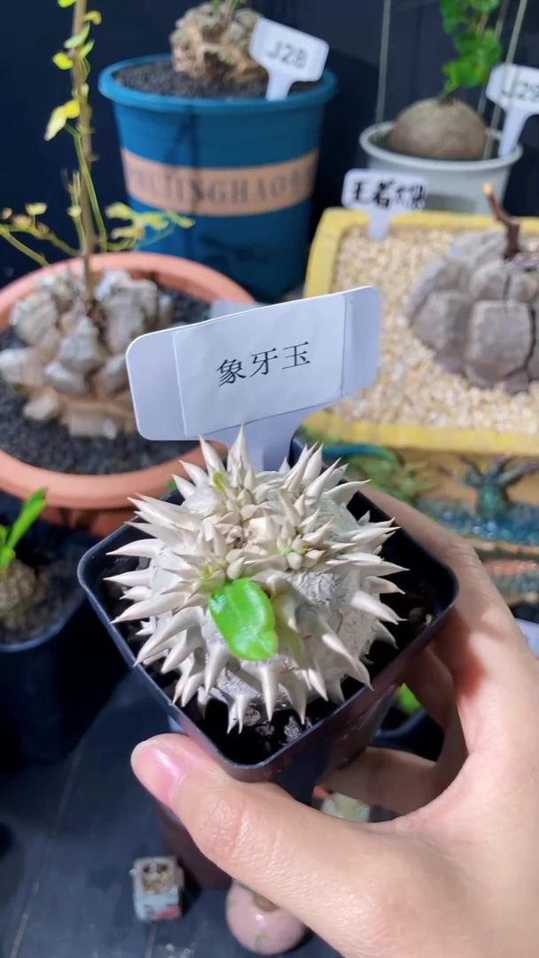 【闪购商品】VIP 浮夸象牙玉3.8.23 169元