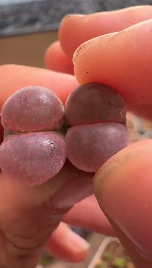 美丽的肉石头12-97 2颗