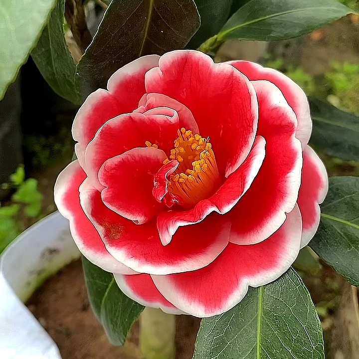 友之浦稀有品种茶花珍稀名贵日系品种山茶花