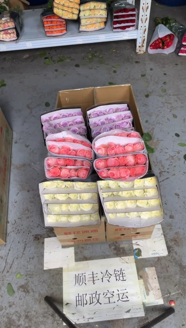 骄傲20枝+戴安娜20枝+海洋之歌20枝