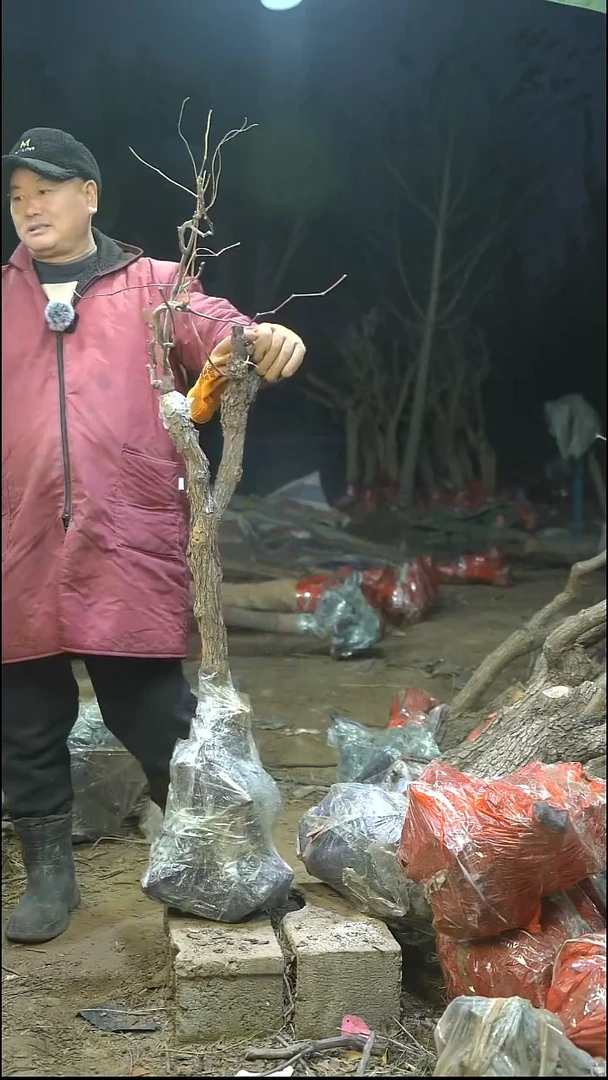 完全开放枣树275