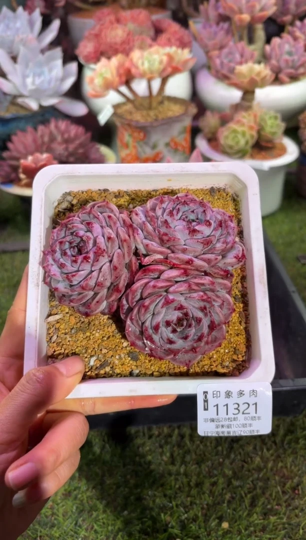 【闪购商品】11321