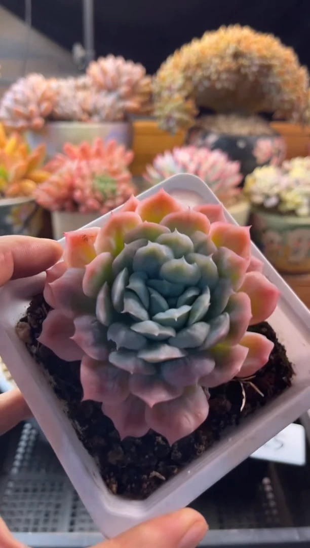 11.24-26泡泡纱裙111111111