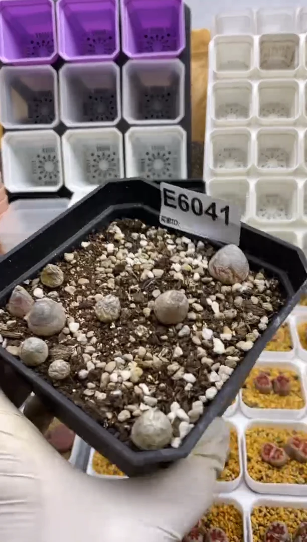 6041直播间一物一拍