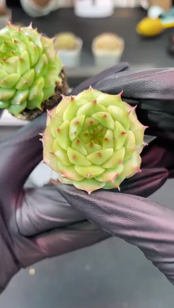 1389 海胆Y11 3-4厘米量拍发一颗