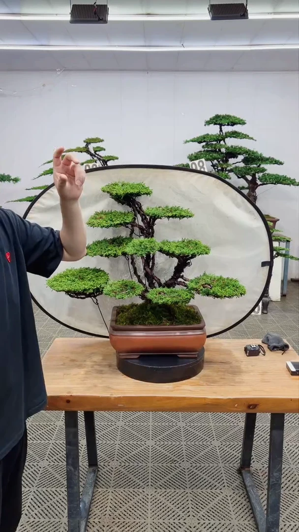 无花朵造型盆景一物一拍