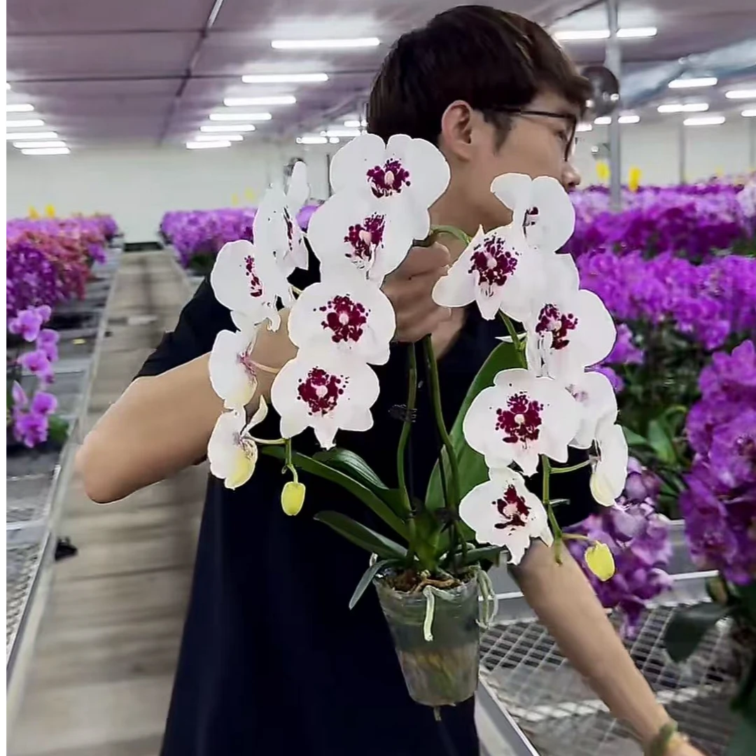 悠花里蝴蝶兰【白凤凰全花】开花株发货
