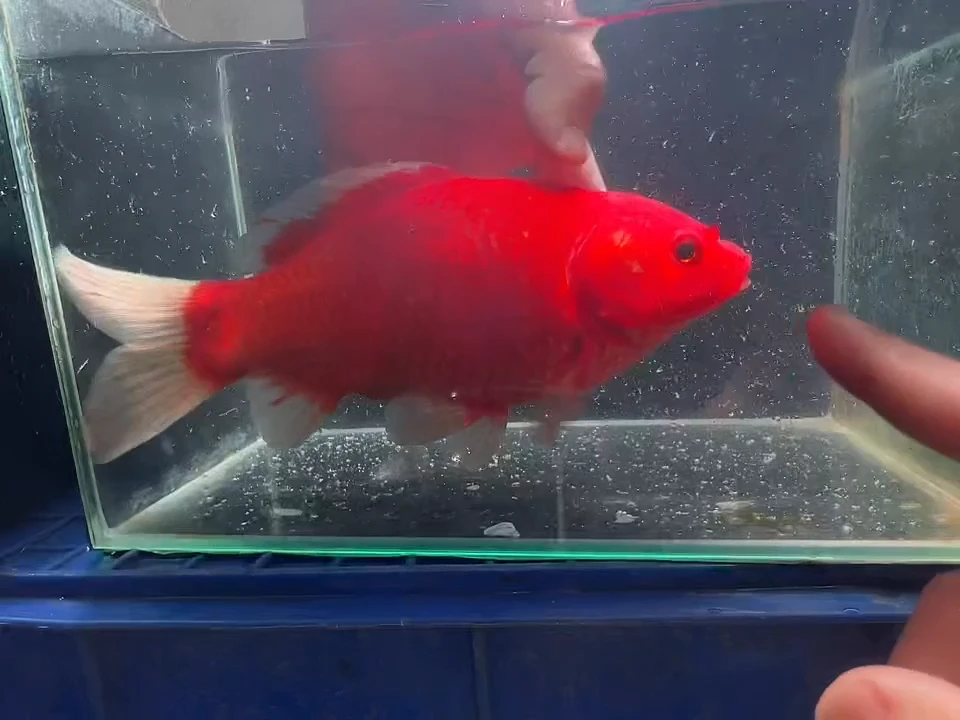 金鱼短尾草金专拍链接黄牌子27