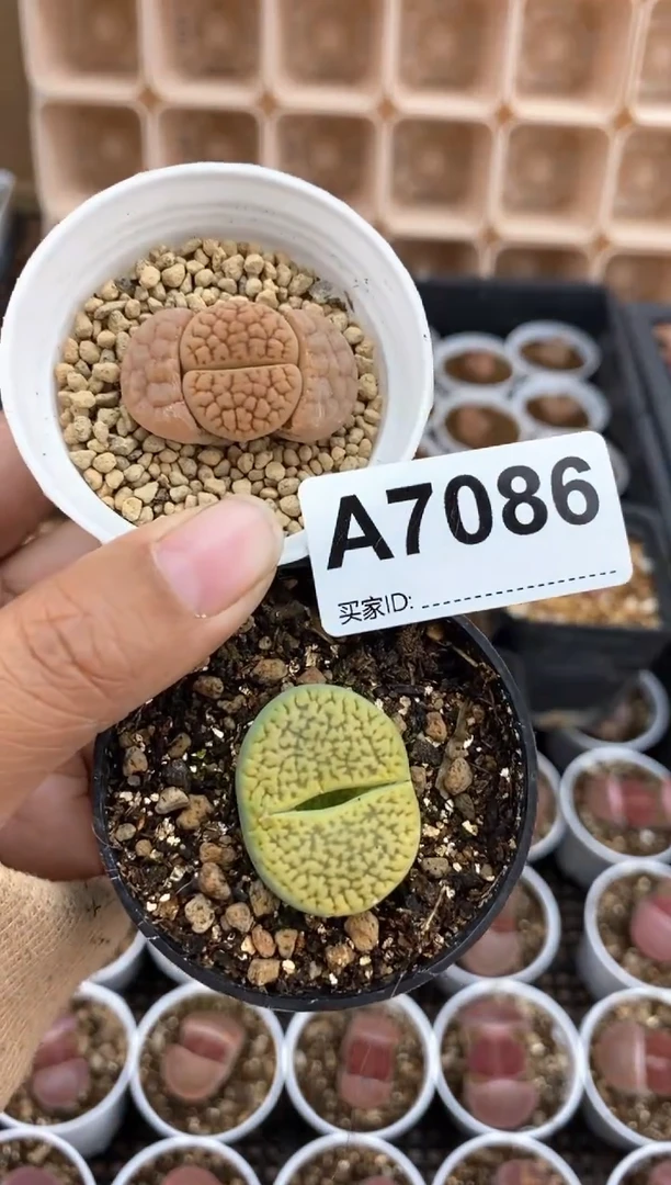 【闪购商品】直播间一物一拍7086