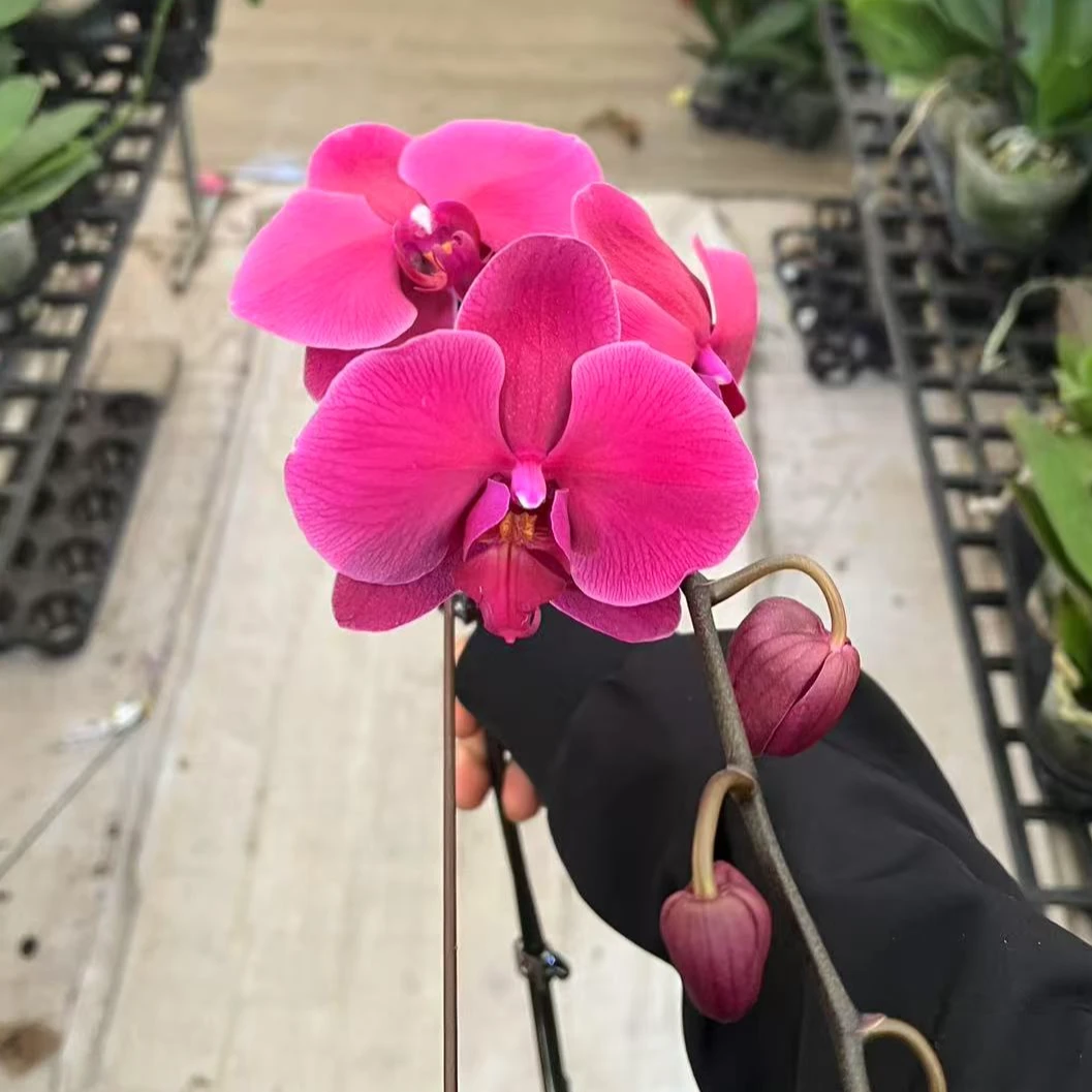 3.5A级洋洋得意 蝴蝶兰一颗【任意两颗起发货】