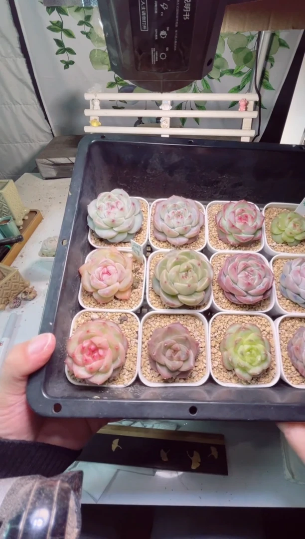 【闪购商品】H41打包12个一组