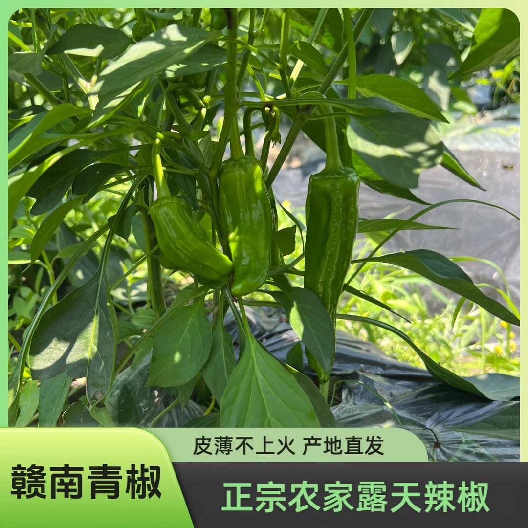 新鲜现摘江西赣南农家露天大青椒早期不辣薄皮青椒菜椒线椒螺丝椒