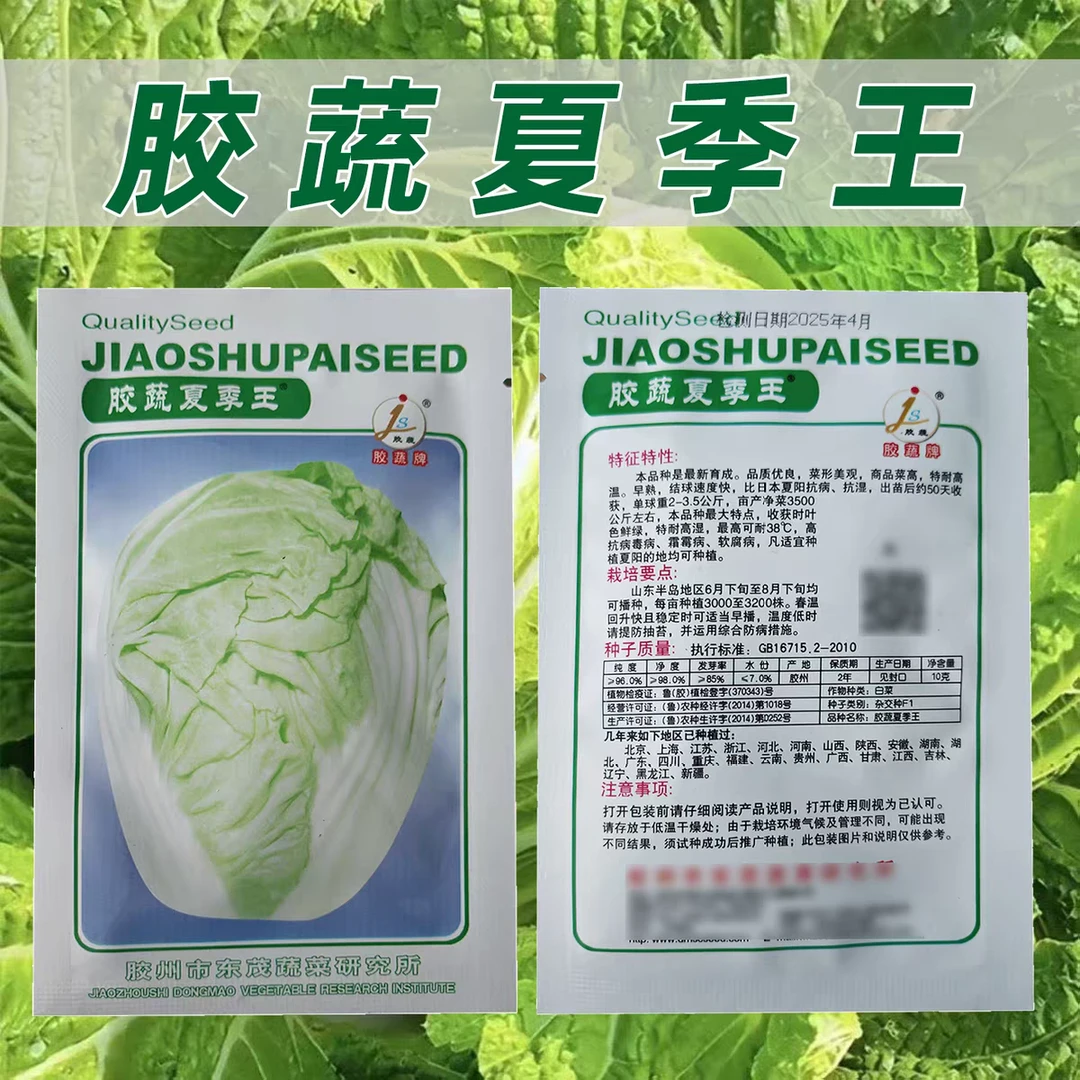 胶蔬夏季王白菜种子耐高温早熟结球速度快抗病抗湿高产白菜种子