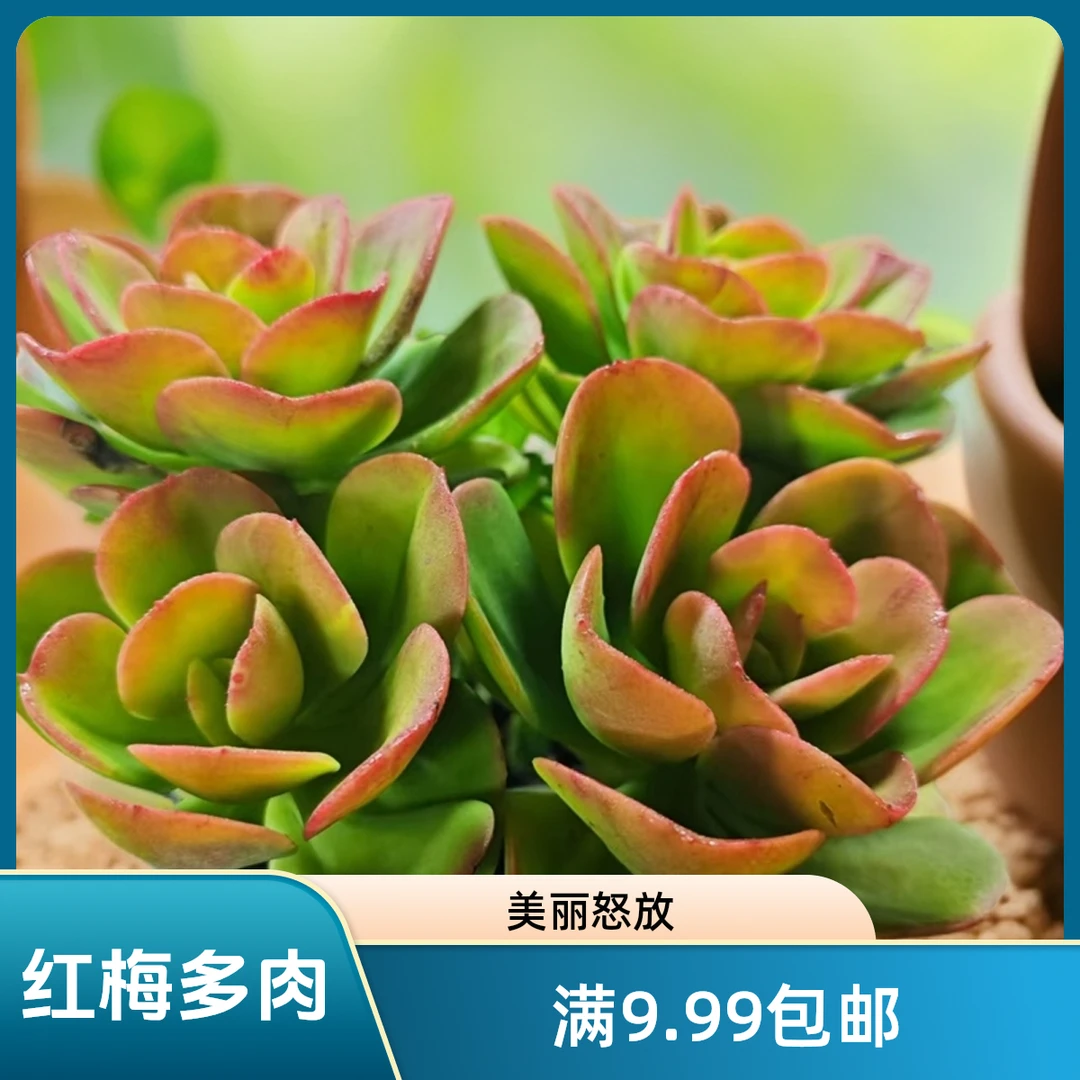 红梅 多肉植物  星花怒放 阳台 露台 办公室绿植植