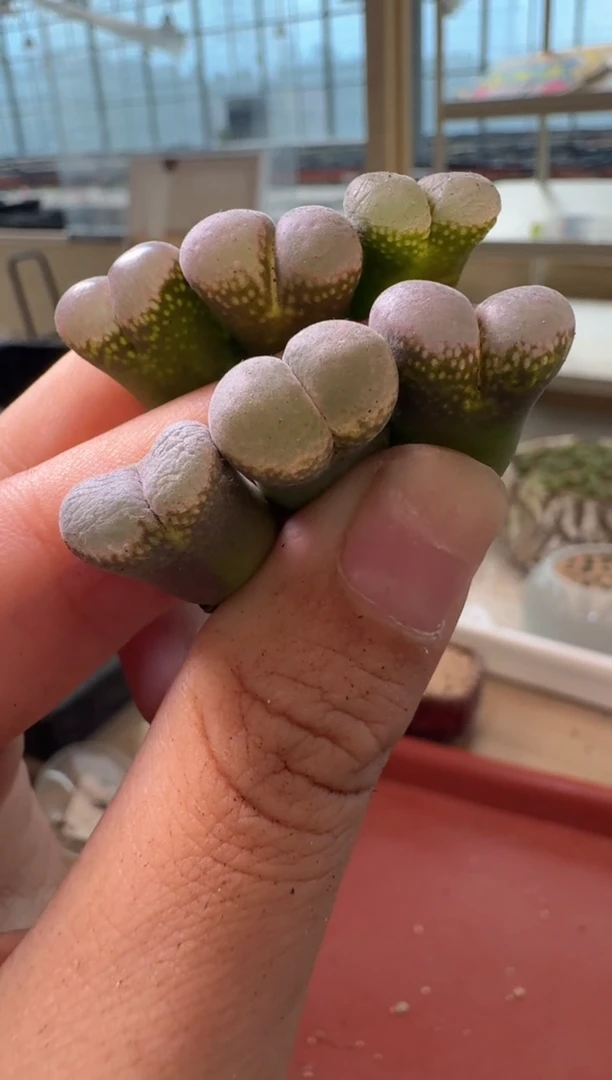 13-323多肉植物肉锥