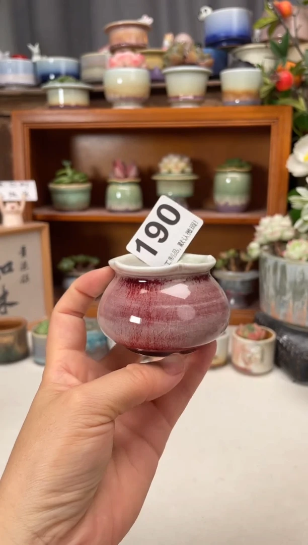 瓷片190知木小芳花盆直播编号