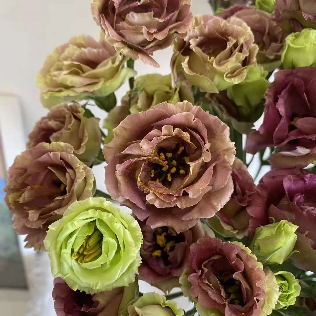 洋桔梗家庭瓶插水养花卉云南直发